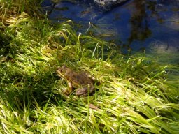 What do frogs contribute to flowering plants?
